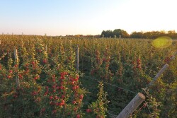 The New York apple crop is looking good, growers report.