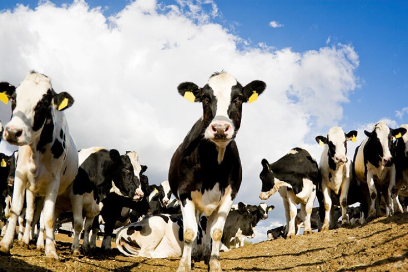 cows_blue_sky