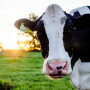 DT_Missouri_Dairy_Grazing