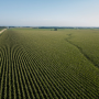“We’re finding decent corn out here in Nebraska,” says Emily Carolan, Pro Farmer Crop Tour scout who works for Corteva Agriscience’s Pioneer. “As you move east, they’re finding more disease pressure and stand issues.”