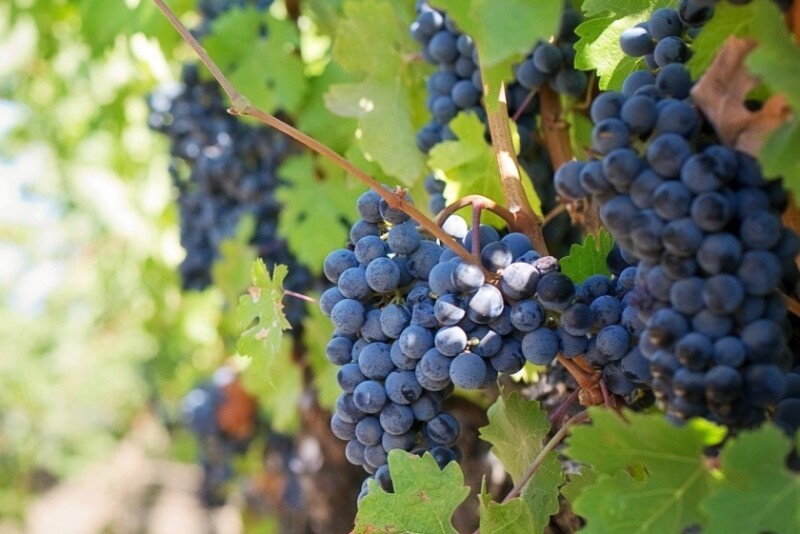 Grapes By Jill Wellington  Source pixabay