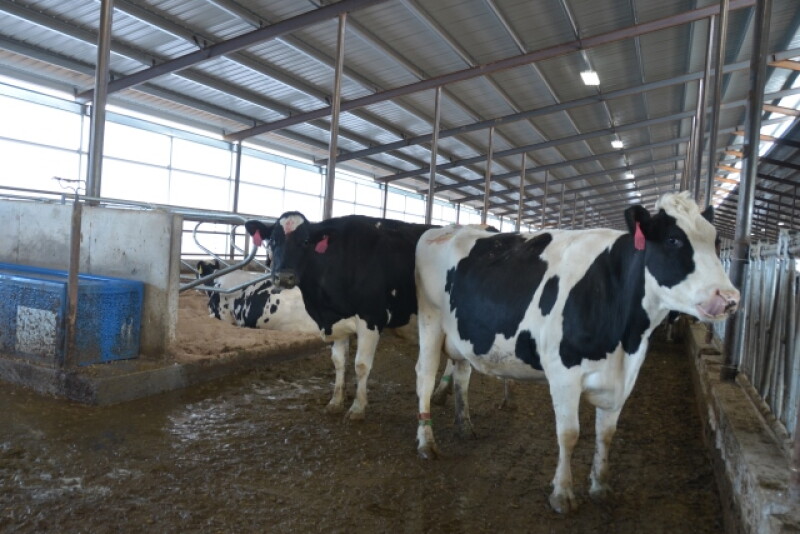 DT_Dairy_Cows_Free_Stall
