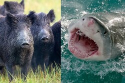 HOGZILLA VS JAWS