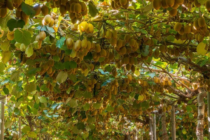 chilean kiwifruit