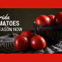 Florida Tomatoes