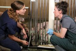 Pig farmer with veterinarian at New Fashion Pork