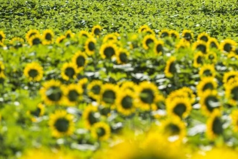 sunflowers