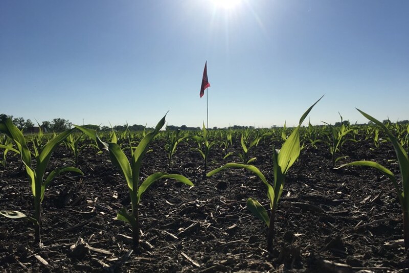 An OSU flag marks the location of Terra Byte, a record-breaking corn plant used to find actionable data potential for U.S. growers.