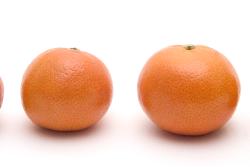 citrus-1.png