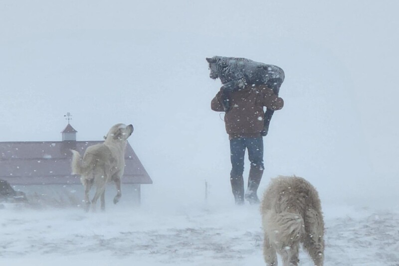 Blizzard calving