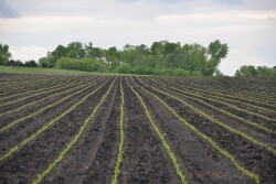 Seed is the first decision you make each year, and it has a ripple effect on every other input decision.
