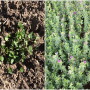 alfalfa_images_from_k_state