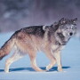 Gray wolf
