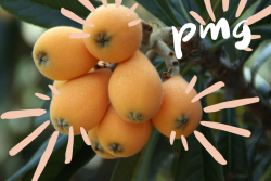 Loquats are trending on PMG