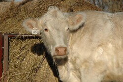 Parts of Iosco and Ogemaw counties in Michigan have been designated by officials as a “Potential High-Risk Area” for bovine tuberculosis after a white-tailed deer in Alcona County tested positive for the disease. 