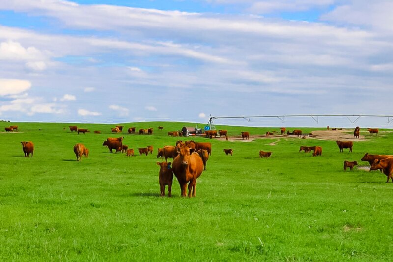 Zeman Ranch