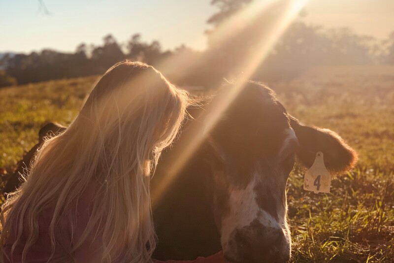 Melinda the cow