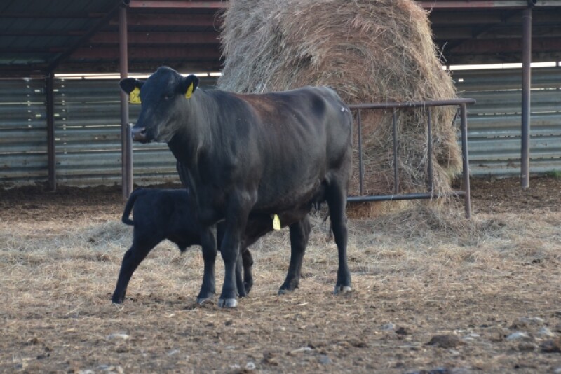 A sacrifice area can be used during times that animals do not need to graze or in grass dormant seasons, drought times or periods of excess moisture.