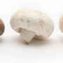 mushroom-banner-image_0.jpg