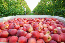 Stemilt SweeTango apple harvest