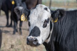 Cows