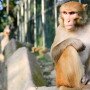 Farm Monkey Prank and Hoax