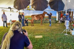 World Dairy Expo_Cybil Fisher
