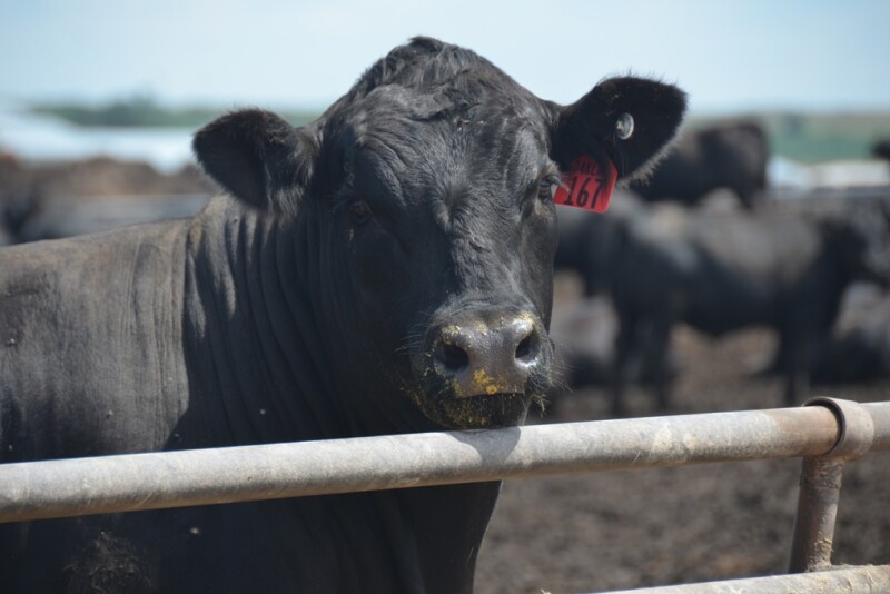 A fed steer in a feedlot. 