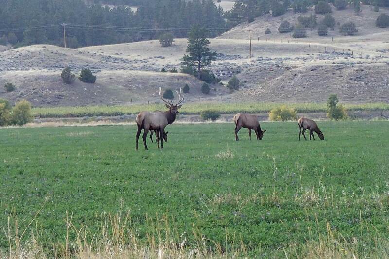 lazy-xy-Elk.jpg