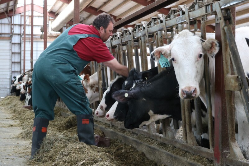 Holstein Heifers with Veterinarian