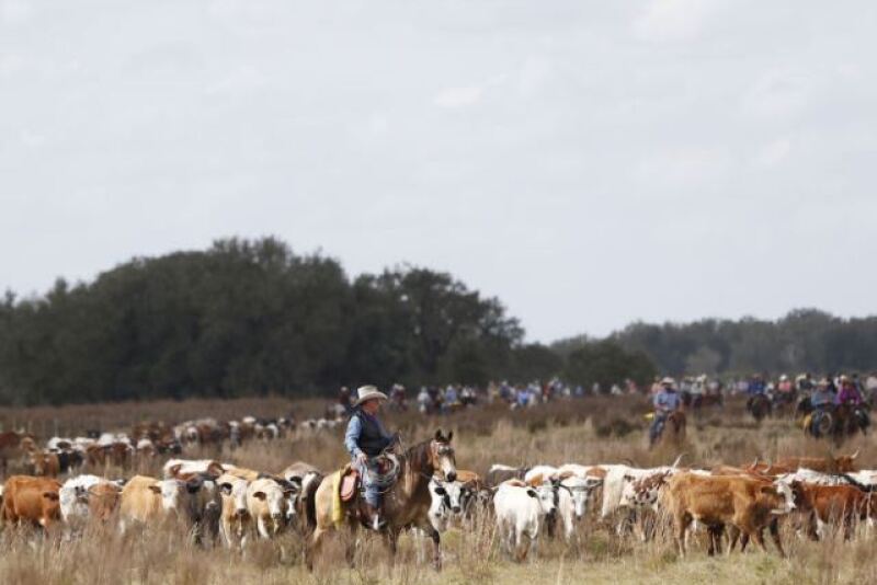 Florida_cattledrive