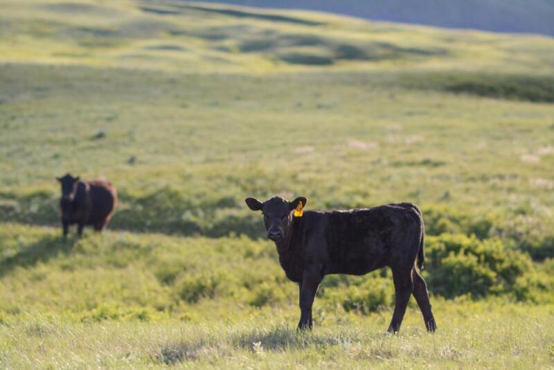 And just like that, it’s time for fall processing. Let’s look closely at what to give weaning-aged calves for a leg-up in their next stage of life.     
