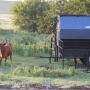 BT_Creep_Feeder_Calf