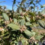 wish farms chilean blueberries