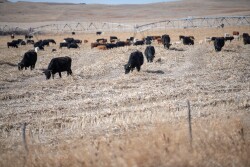 WindrowGrazing-Walz-TMW_7388.jpg