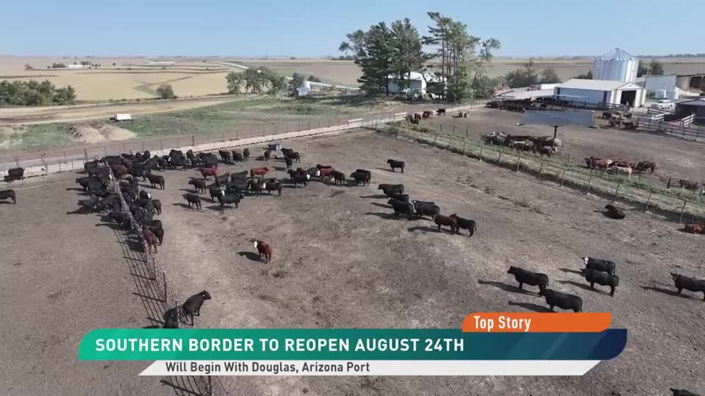 Fear, Not Fundamentals, Drive Cattle Sell-Off on Mexican Border News