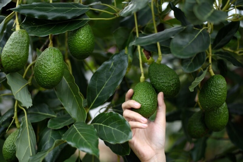Avocado tree