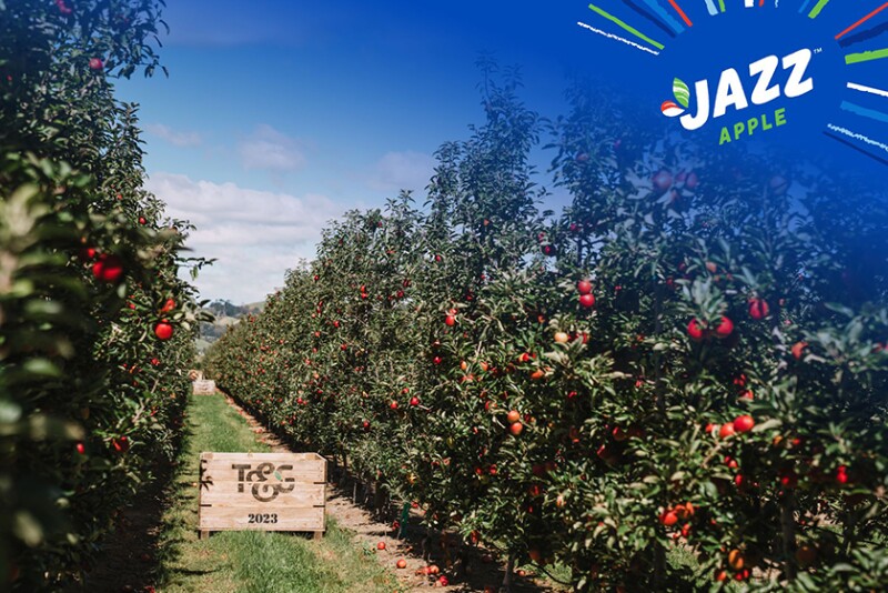 Jazz orchard. Photo courtesy T&G Global