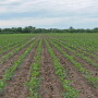 Join the Crop Comments community for answers or to just share what’s happening on your farm.