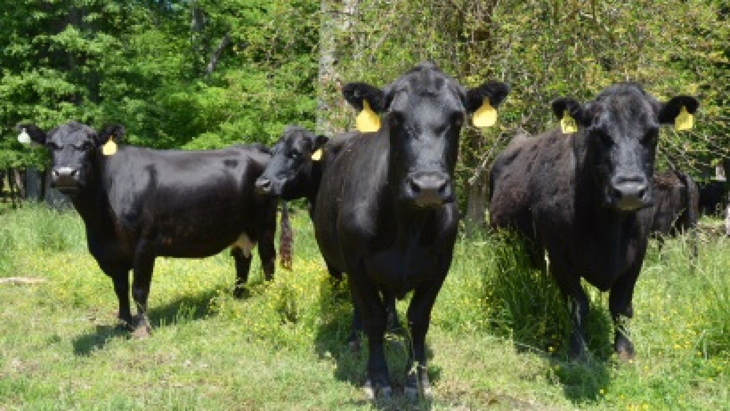Cull Cows Defy Seasonality - Drovers