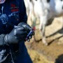 Barb Peterson Sunrise Veterinary Services by Dylan Voyles - blood sampling dairy cows for H5N1 avain flu near Amarillo Texas 05-01-2024 blood sample syringe needle 