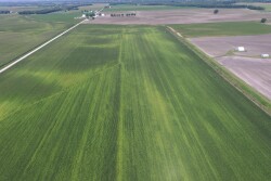 Most of the middle of this field was light in color, signaling nitrogen deficiency.  This could not be seen standing at the edge of the field.  The lighter the plants, the more additional nitrogen they need to reach their full potential.  
