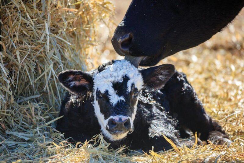 OSU calf
