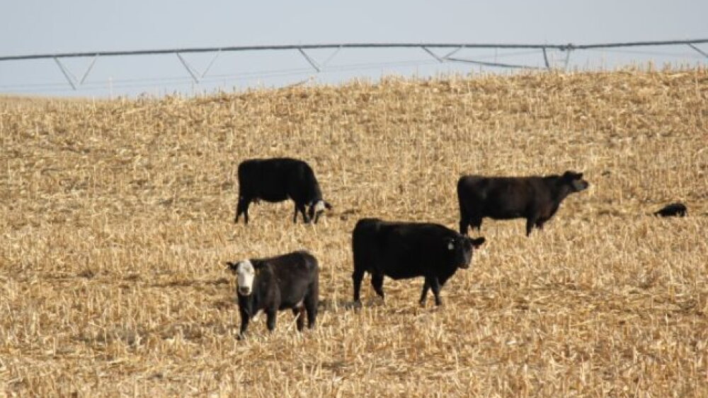 BT_Corn_Stalks_Cows
