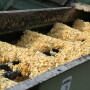 Aflatoxin, produced by Aspergillus fungus, is the most common mycotoxin in corn and other grains used in cattle feed.