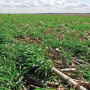 cover crops and residue