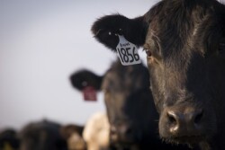 Ear Tags