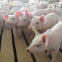 Instead of using dietary antibiotics to help the piglets cope and avoid illness at weaning, USDA-Agricultural Research Service (ARS) scientists are investigating a naturally occurring amino acid known as L-glutamine