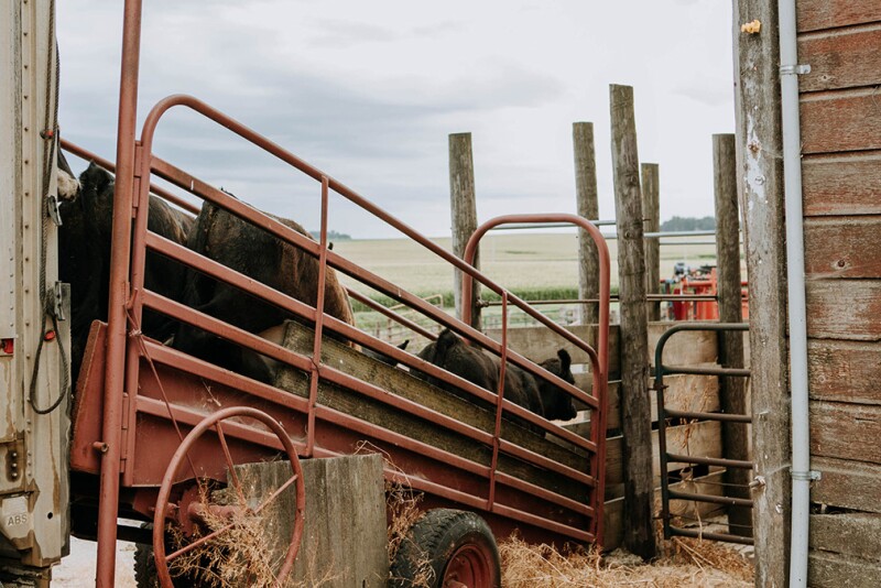 Livestock-specific custom services price ranges were collected in a survey in early 2023.