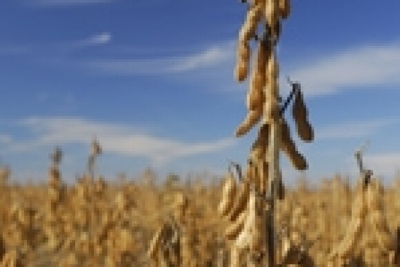 Soybeans harvest
